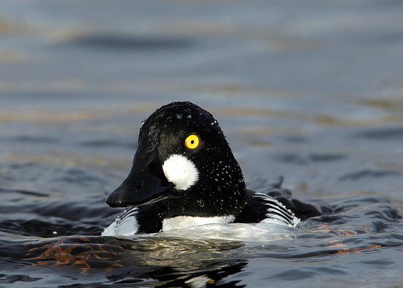 Goldeneye Bucephala clangula