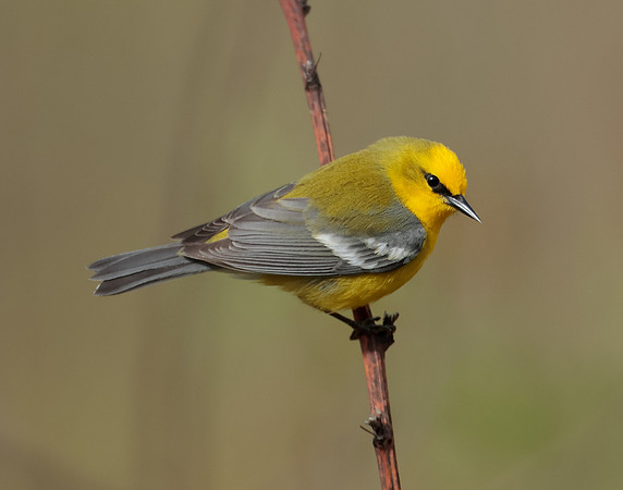 Blue-winged Warbler Vermivora cyanoptera