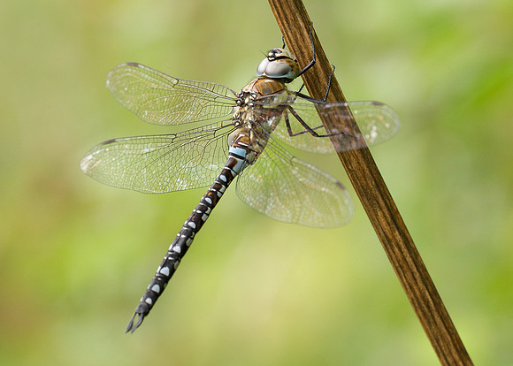 Migrant Hawker Aeshna mixta