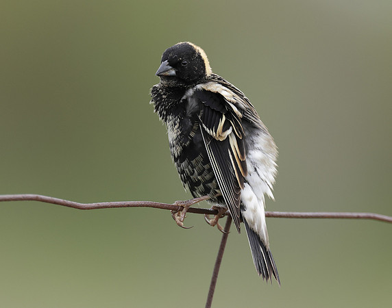 Bobolink Dolichonyx oryzivorus