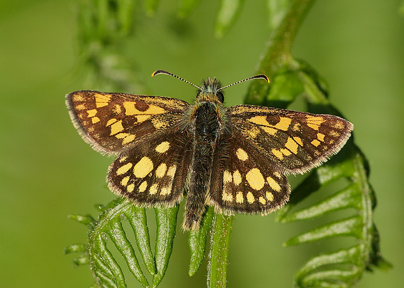 Chequered Skipper Carterocephalus palaemon