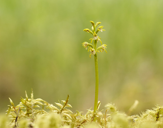 Coralroot Orchid Corallorhiza trifida