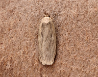32.036 BF672 Parsnip Moth Depressaria radiella