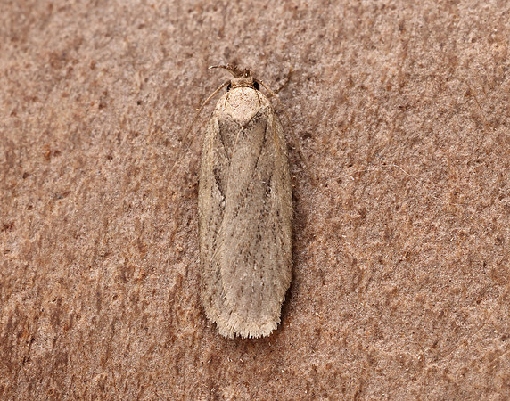 32.036 BF672 Parsnip Moth Depressaria radiella