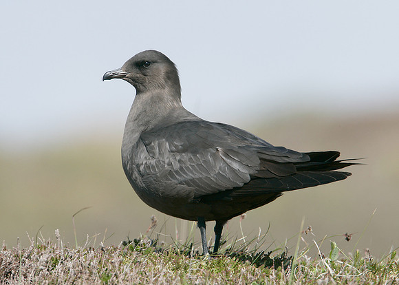 Arctic Skua Stercorarius parasiticus