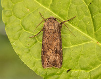 73.319 BF2087 Turnip Moth Agrotis segetum