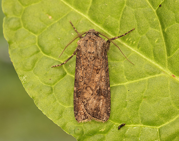 73.319 BF2087 Turnip Moth Agrotis segetum