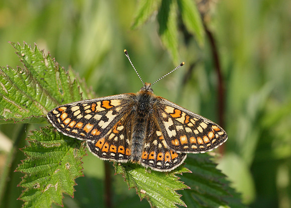 Marsh Fritillary Euphydryas aurinia