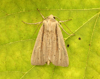 3.294 BF2197 Southern Wainscot Mythimna straminea