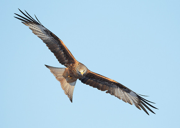 Red Kite Milvus milvus