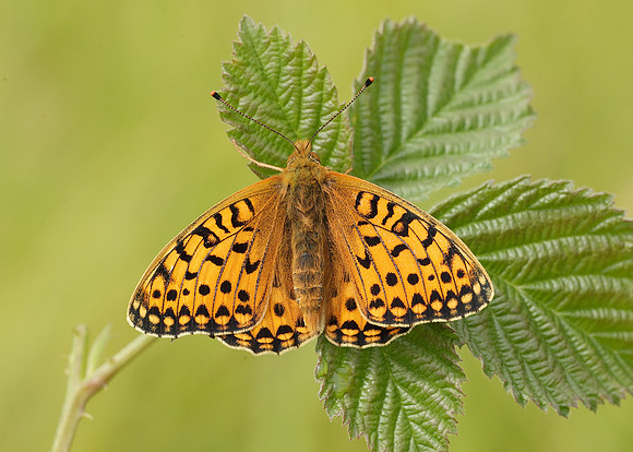 Dark Green fritillary Argynnis aglaja