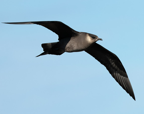 Arctic Skua Stercorarius parasiticus