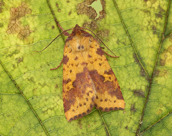 73.181 BF2273 Pink-barred Sallow Xanthia togata