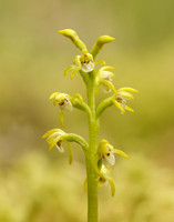 Coralroot Orchid Corallorhiza trifida