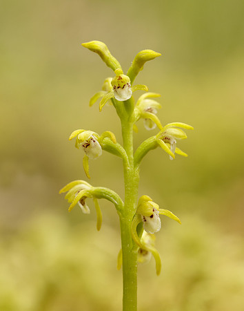 Coralroot Orchid Corallorhiza trifida