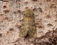 73.234 BF2229 Brindled Ochre Dasypolia templi