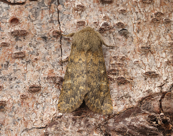 73.234 BF2229 Brindled Ochre Dasypolia templi