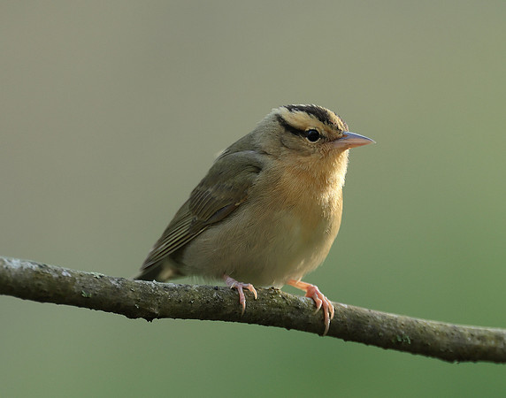 Worm-eating Warbler Helmitheros vermivorum