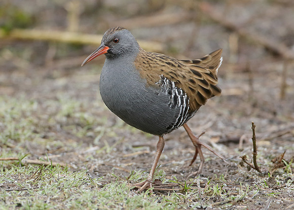 Water Rail Rallus aquaticus