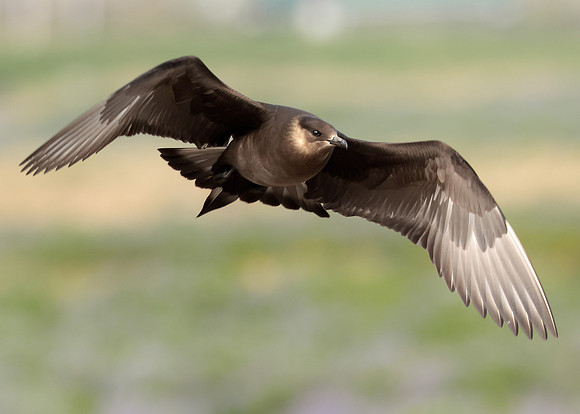Arctic Skua Stercorarius parasiticus
