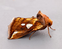 73.023 BF2440 Lempke's Gold Spot Plusia putnami