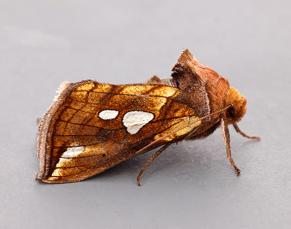 73.023 BF2440 Lempke's Gold Spot Plusia putnami