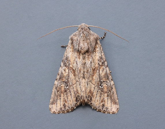 73.157 BF2333 Large Nutmeg Apamea anceps