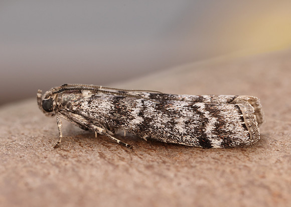 62.028 BF1454 Dioryctria abietella