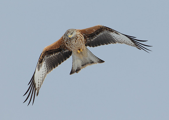 Red Kite Milvus milvus