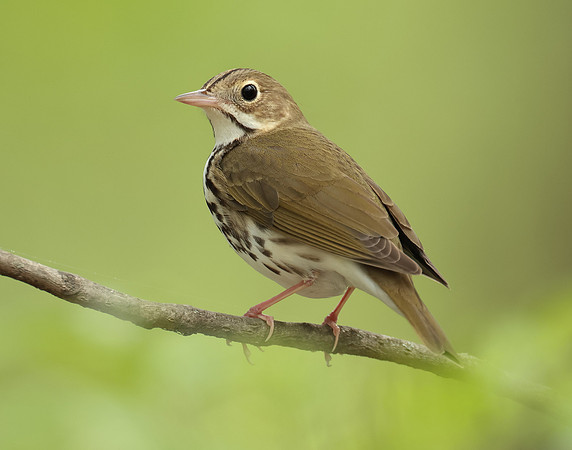 Ovenbird Seiurus aurocapilla