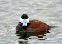 Ruddy Duck Oxyura jamaicensis
