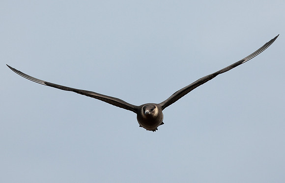 Arctic Skua Stercorarius parasiticus