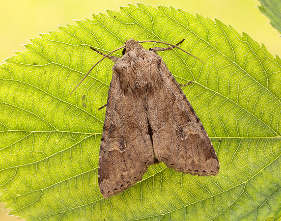 73.158 BF2334 Rustic Shoulder-knot Apamea sordens