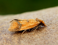 49.110 BF938 Agapeta zoegana
