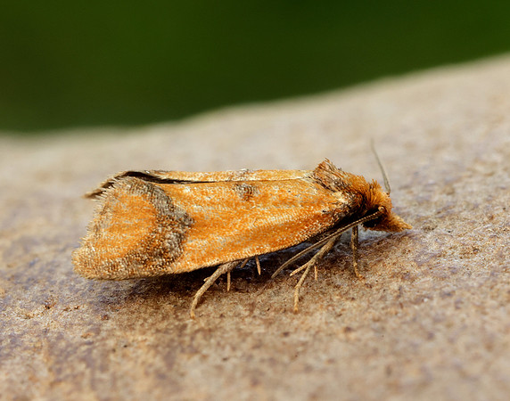 49.110 BF938 Agapeta zoegana