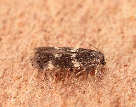 38.030 BF601 Elachista albifrontella