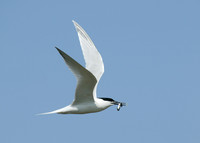Sandwich Tern Sterna sandvicensis