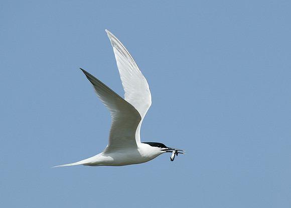 Sandwich Tern Sterna sandvicensis