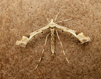 45.004 BF1501 Triangle Plume Platyptilia gonodactyla