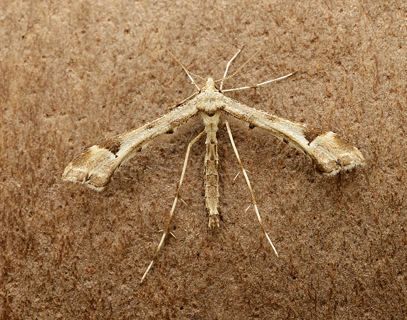 45.004 BF1501 Triangle Plume Platyptilia gonodactyla