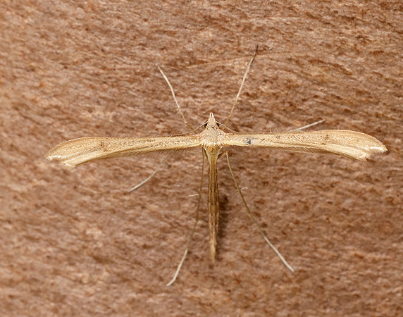 45.013 BF1508 Twin-spot Plume Stenoptilia bipunctidactyla