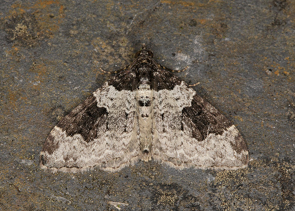 70.049 BF1728 Garden Carpet Xanthorhoe fluctuata fluctuata