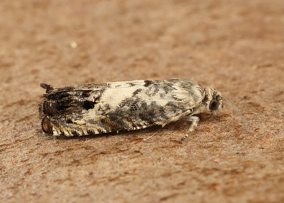 49.367 BF1236 Pammene fasciana