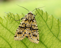 73.224 BF2247 Merveille du Jour Griposia aprilina