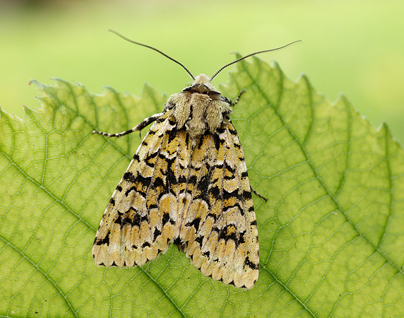73.224 BF2247 Merveille du Jour Griposia aprilina
