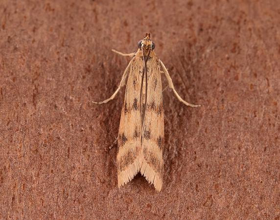 62.054 BF1481 Homoeosoma sinuella