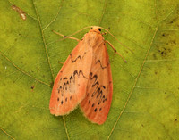 72.035 BF2037 Rosy Footman Miltochrista miniata