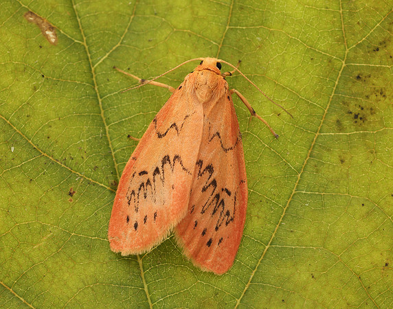 72.035 BF2037 Rosy Footman Miltochrista miniata