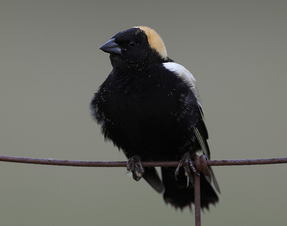 Bobolink Dolichonyx oryzivorus