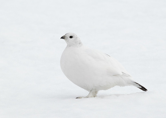 Ptarmigan Lagopus mutus
